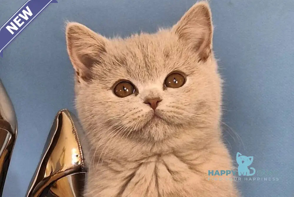 Ustin British Shorthair male lilac live animals