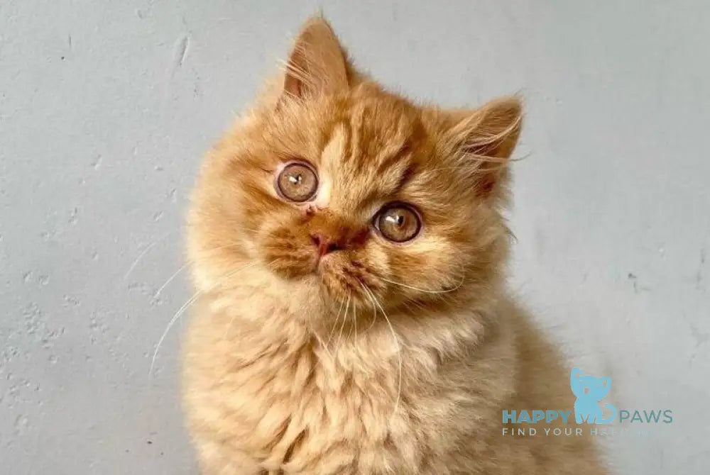 Ustin British Shorthair male red - live animals