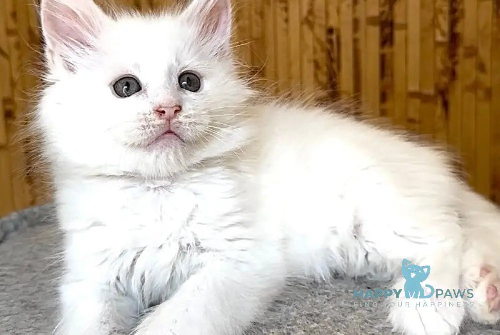 Ustin Maine Coon male white live animals