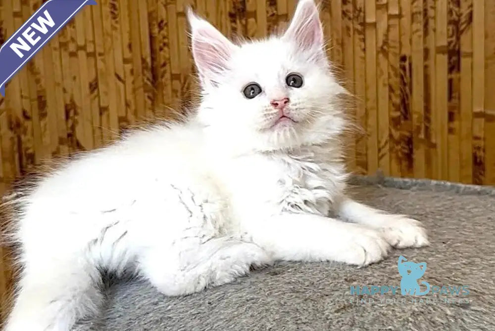 Ustin Maine Coon male white live animals