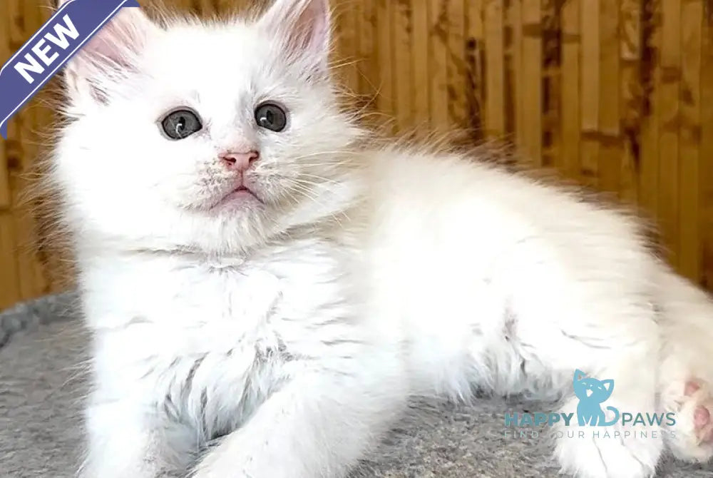 Ustin Maine Coon male white live animals
