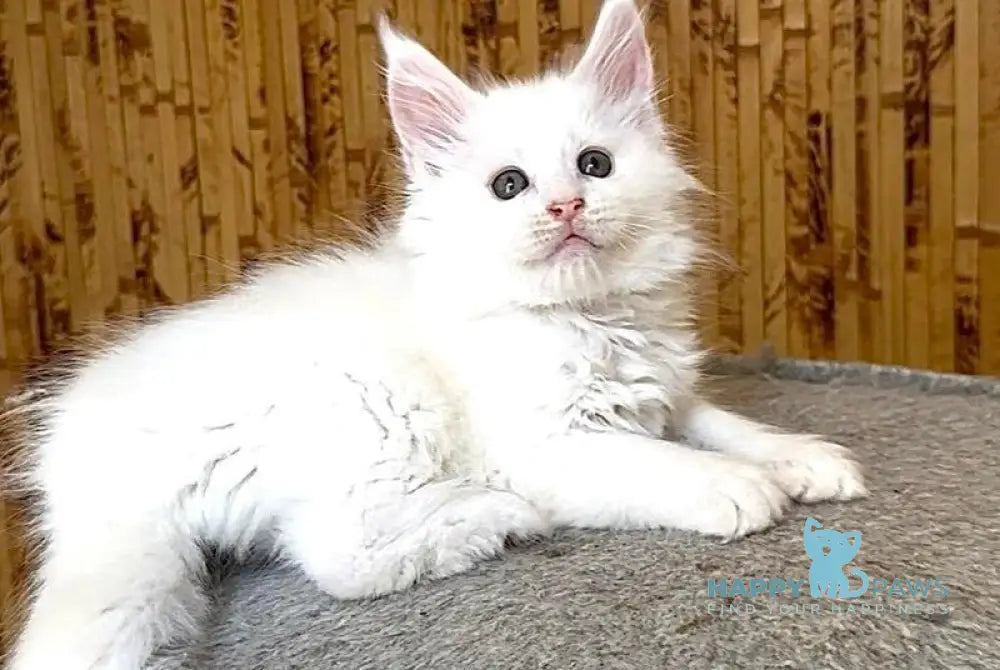 Ustin Maine Coon male white live animals