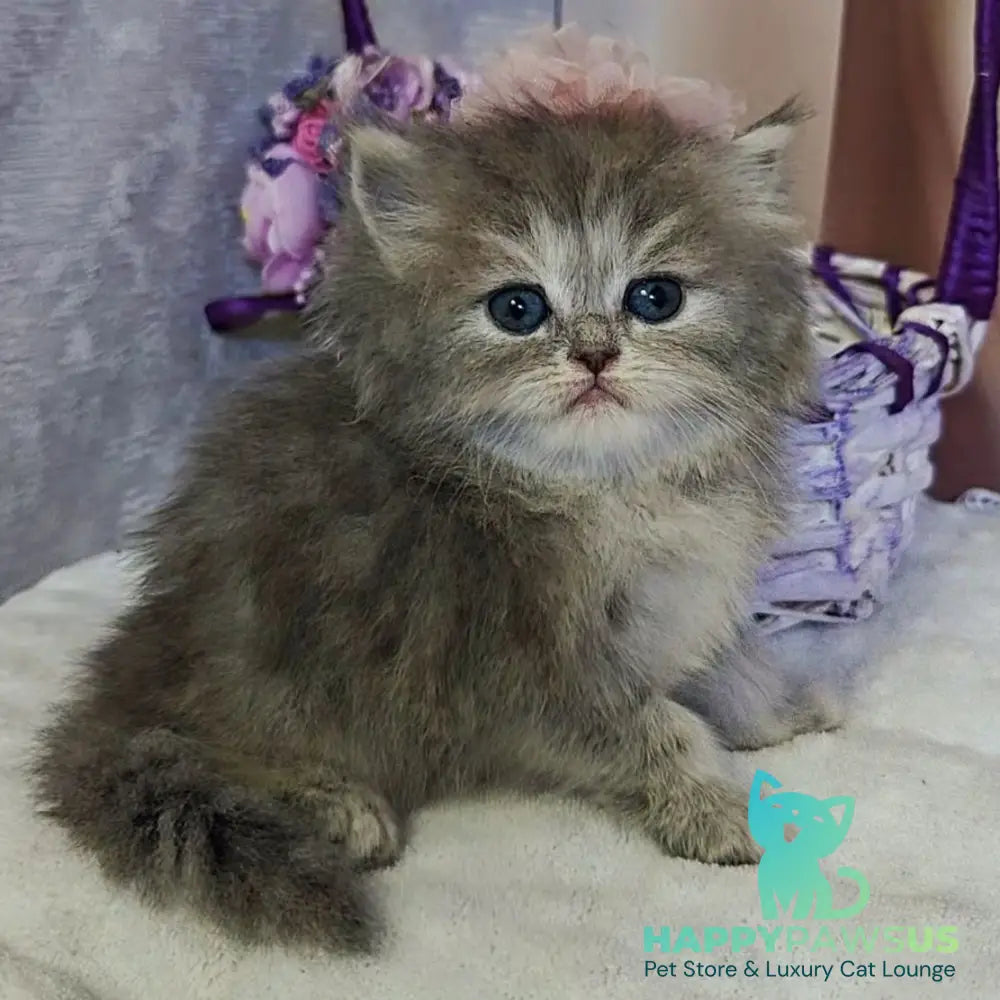Ustina British Longhair female blue tortie - live animals
