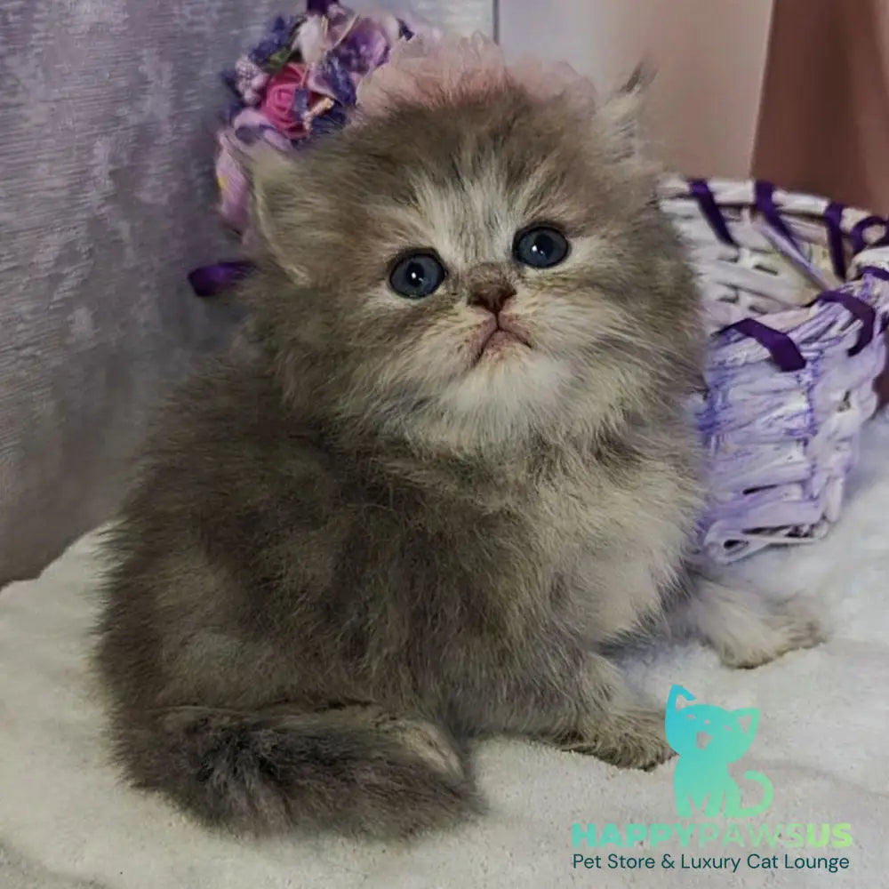 Ustina British Longhair female blue tortie - live animals