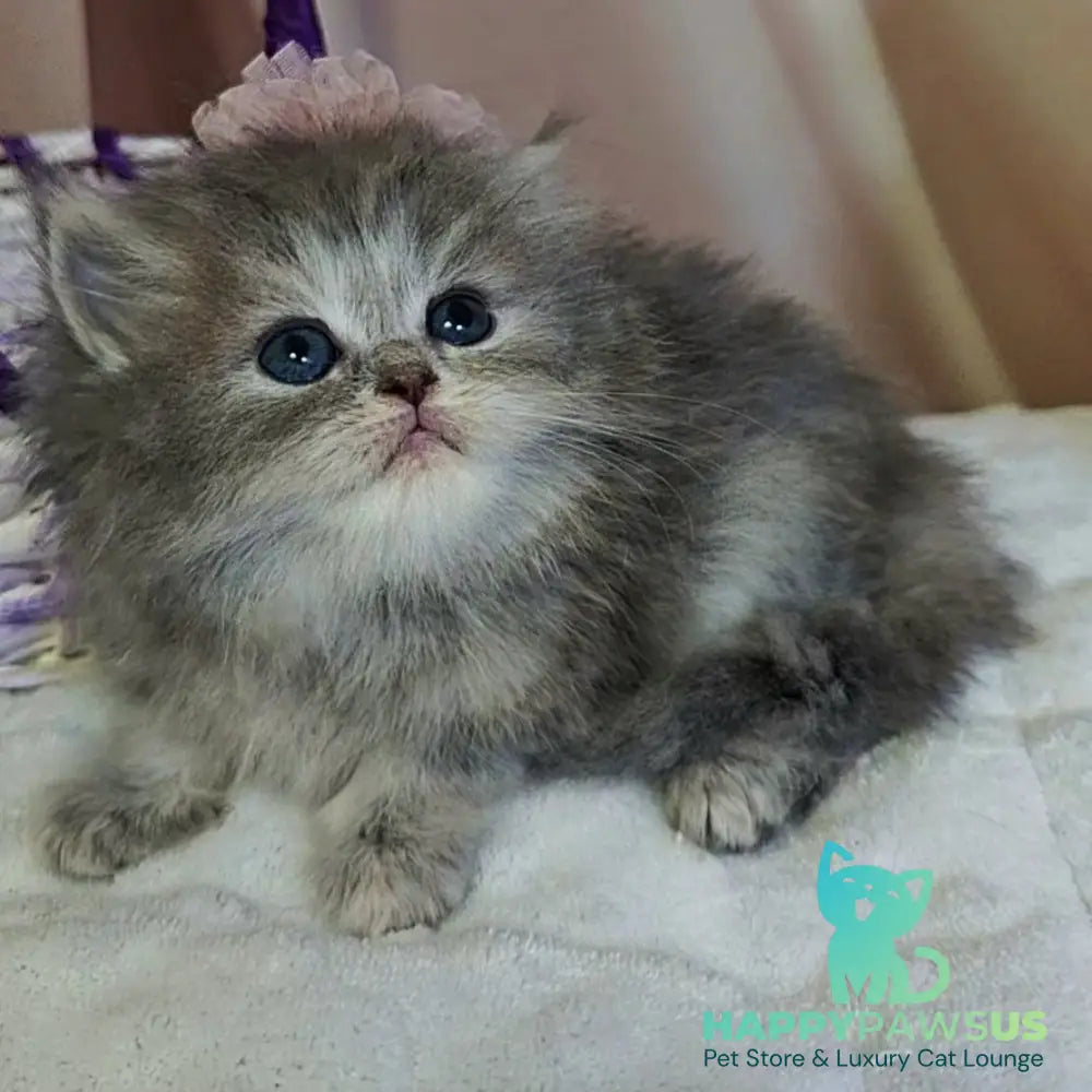 Ustina British Longhair female blue tortie - live animals