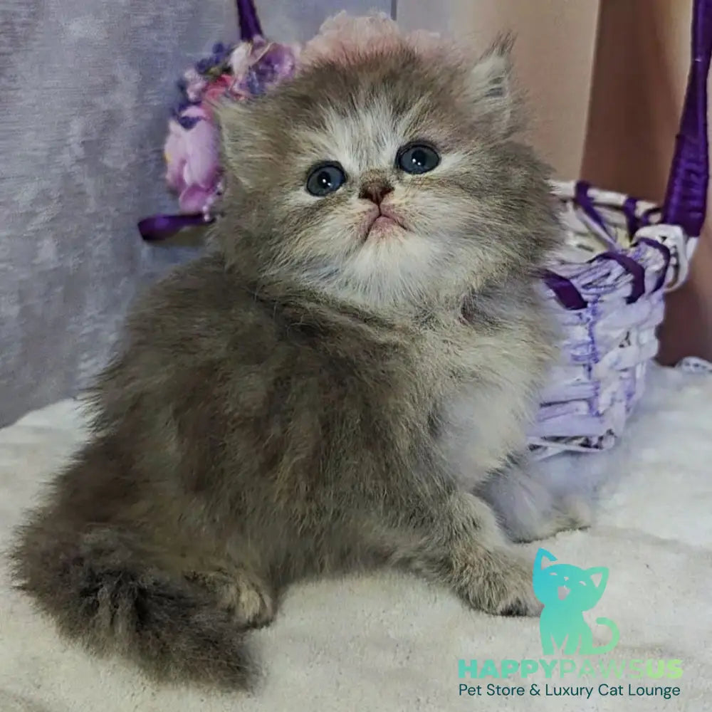 Ustina British Longhair female blue tortie - live animals