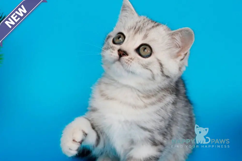 Ustina British Shorthair female black silver tabby live animals