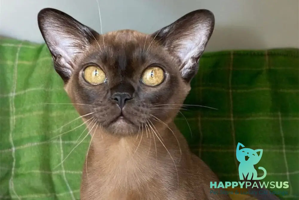 Ustina Burmese female black - live animals
