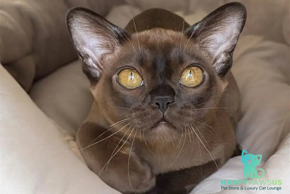Ustina Burmese female black - live animals