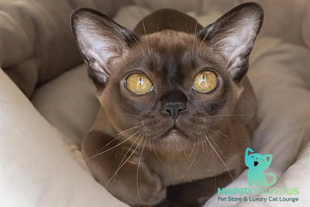 Ustina Burmese female black - live animals