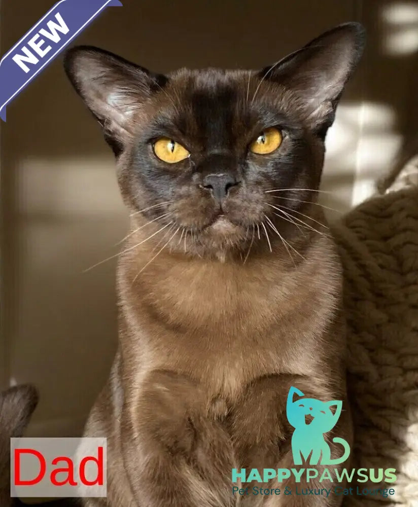 Ustina Burmese female black - live animals