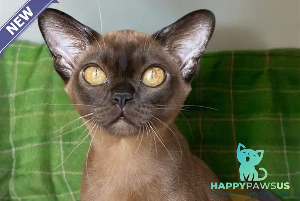 Ustina Burmese female black - live animals