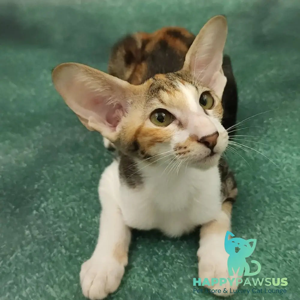 Ustina Oriental Shorthair female black tortie tabby bicolour - live animals