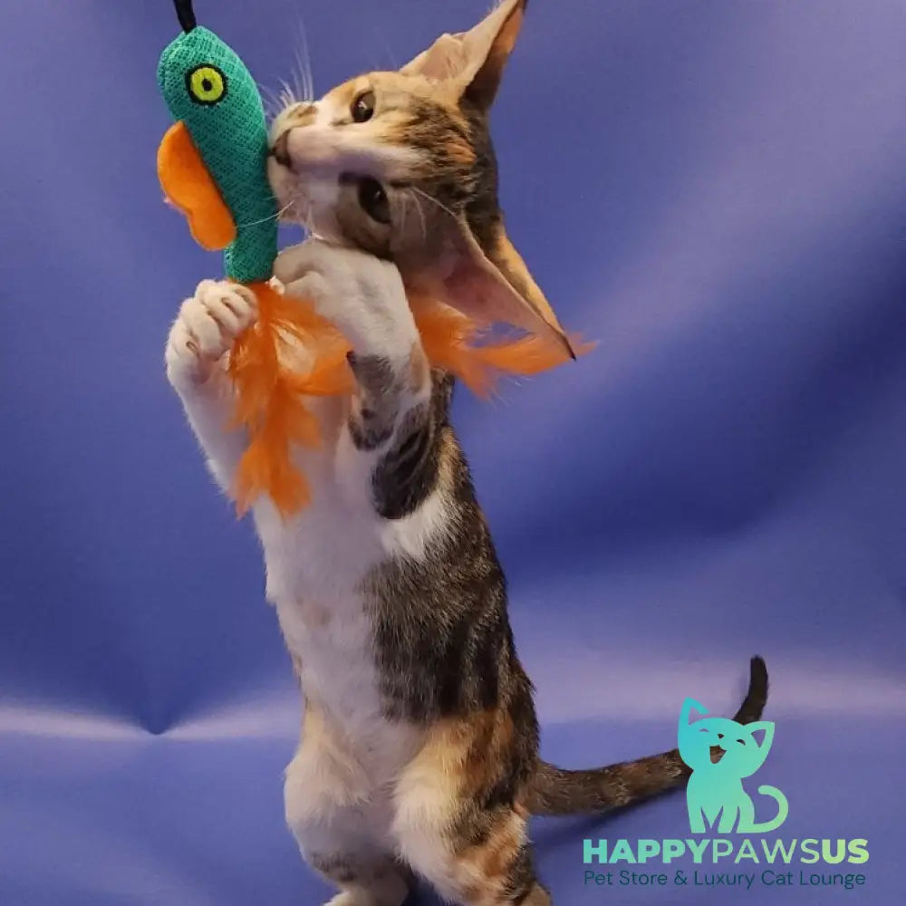 Ustina Oriental Shorthair female black tortie tabby bicolour - live animals