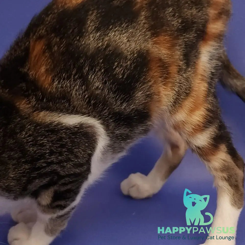 Ustina Oriental Shorthair female black tortie tabby bicolour - live animals