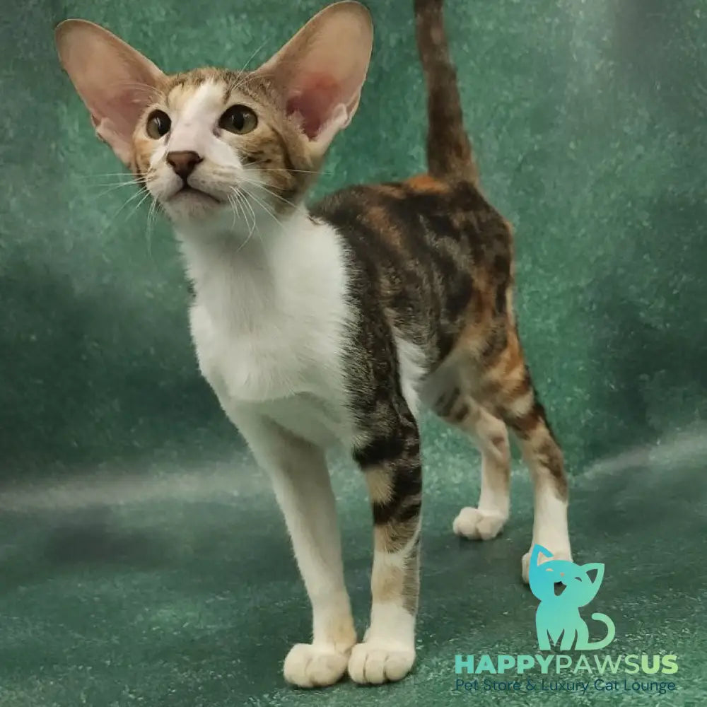 Ustina Oriental Shorthair female black tortie tabby bicolour - live animals