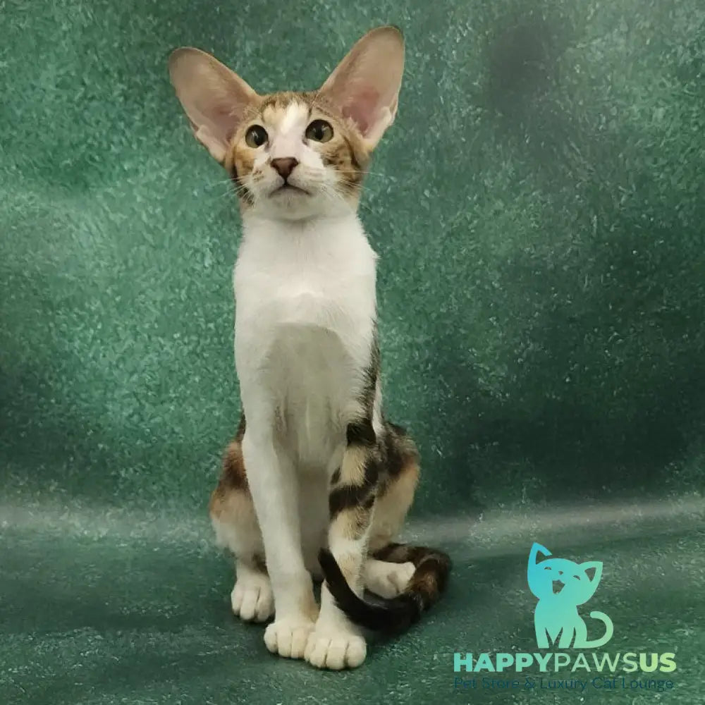 Ustina Oriental Shorthair female black tortie tabby bicolour - live animals