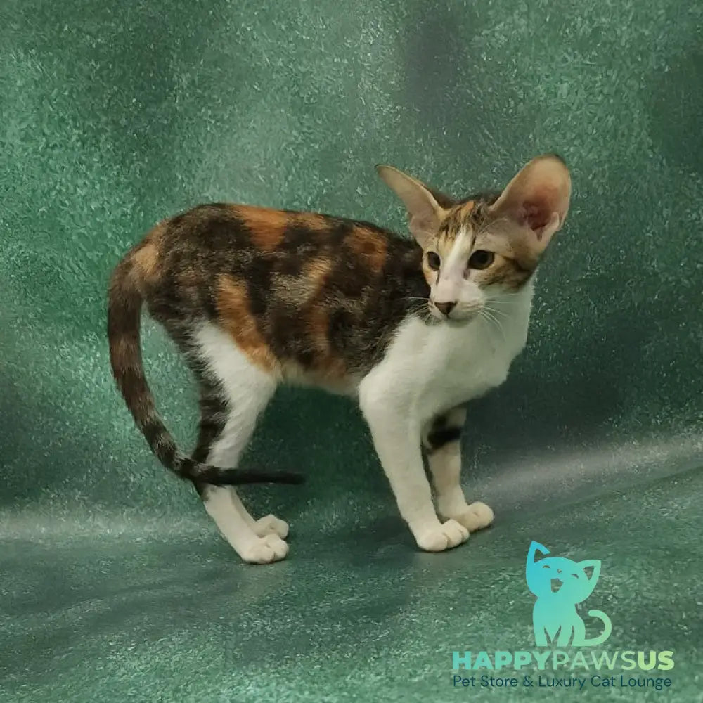 Ustina Oriental Shorthair female black tortie tabby bicolour - live animals