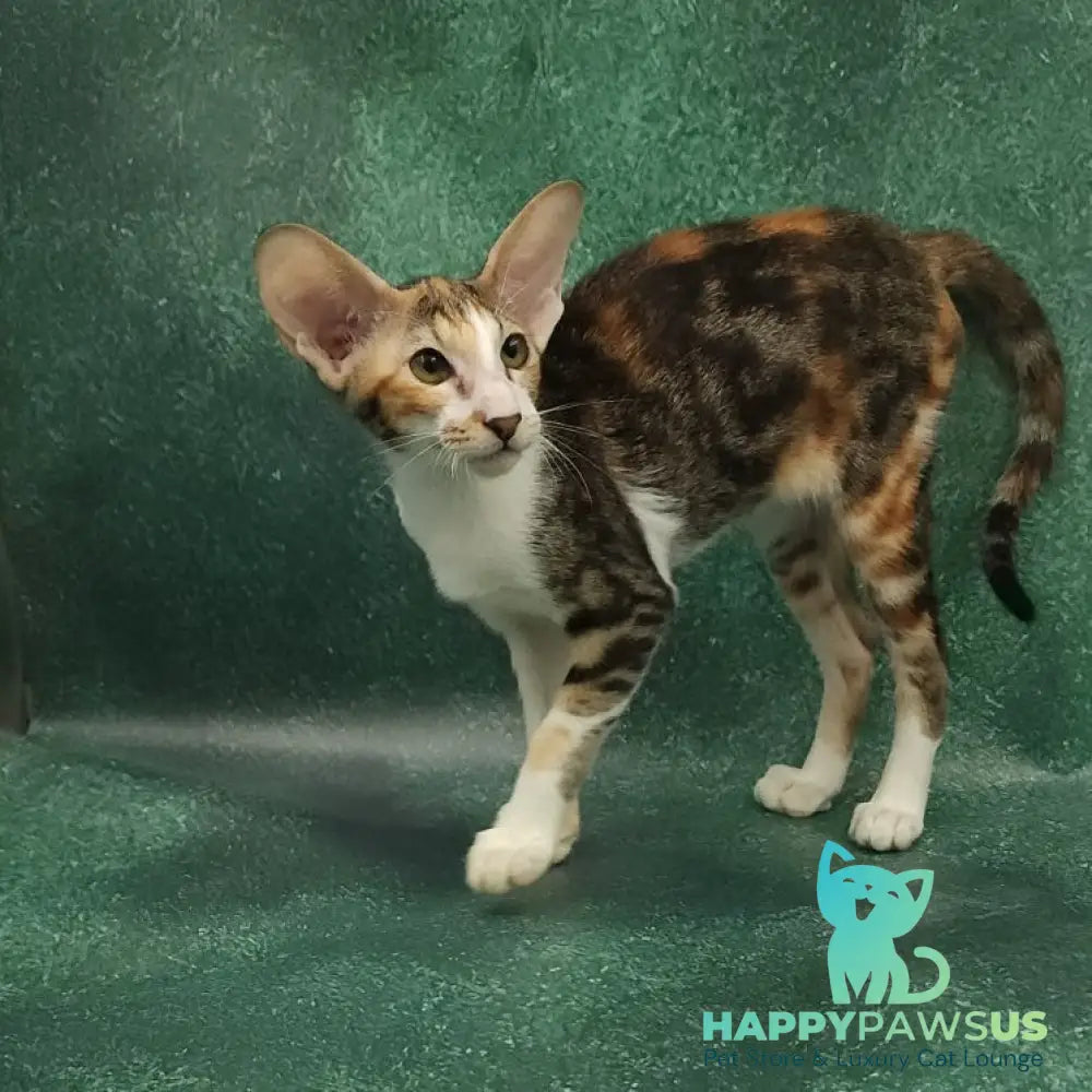 Ustina Oriental Shorthair female black tortie tabby bicolour - live animals
