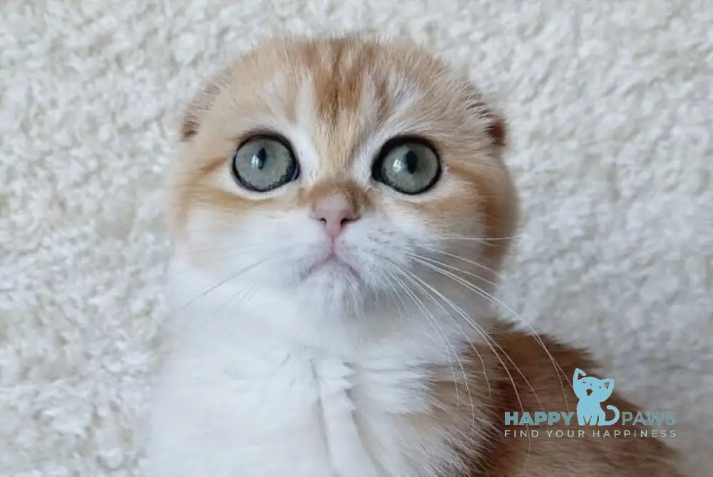 Ustina Scottish Fold female black golden chinchilla live animals