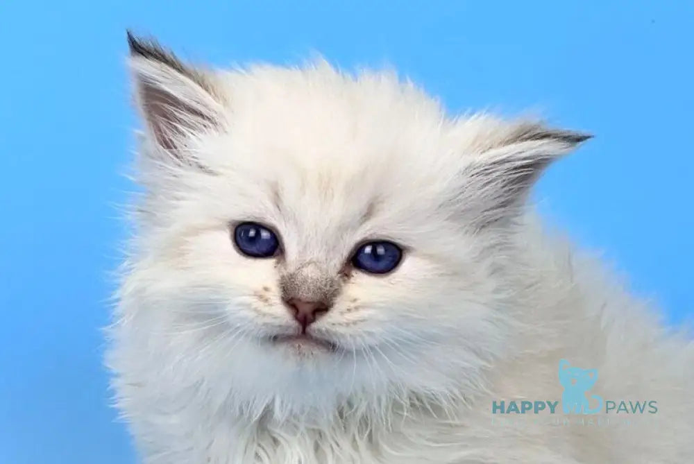 Usyk Siberian male seal lynx pointed live animals