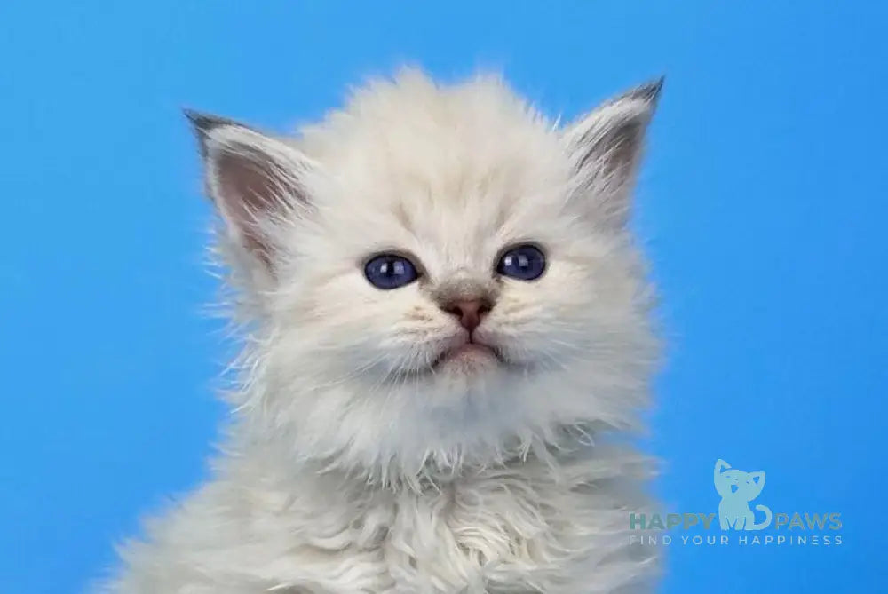 Usyk Siberian male seal lynx pointed live animals