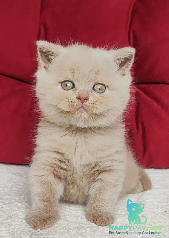 Utred British Shorthair male fawn - live animals
