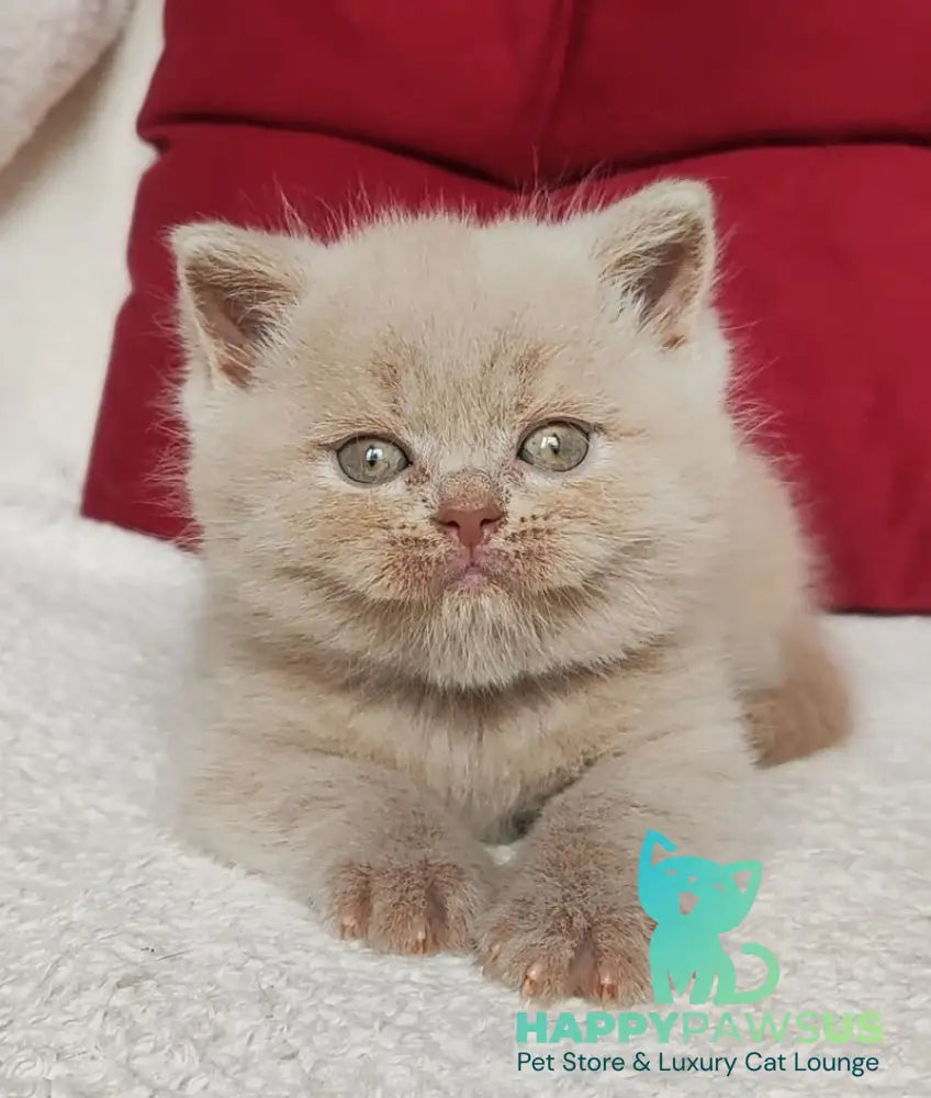 Utred British Shorthair male fawn - live animals