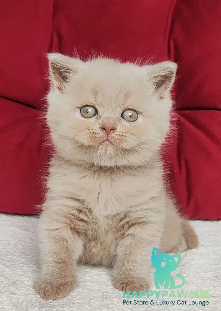 Utred British Shorthair male fawn - live animals