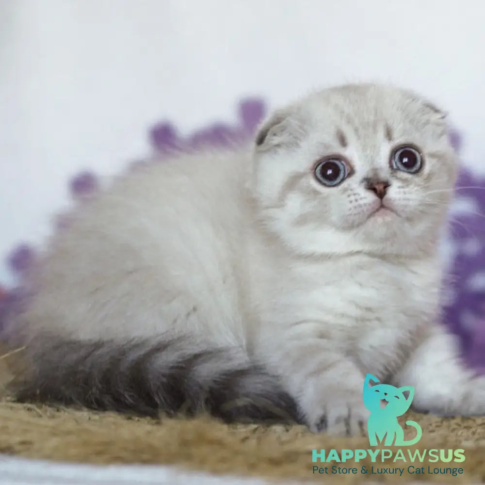 Uty Puty Scottish Fold male black shaded pointed - live animals