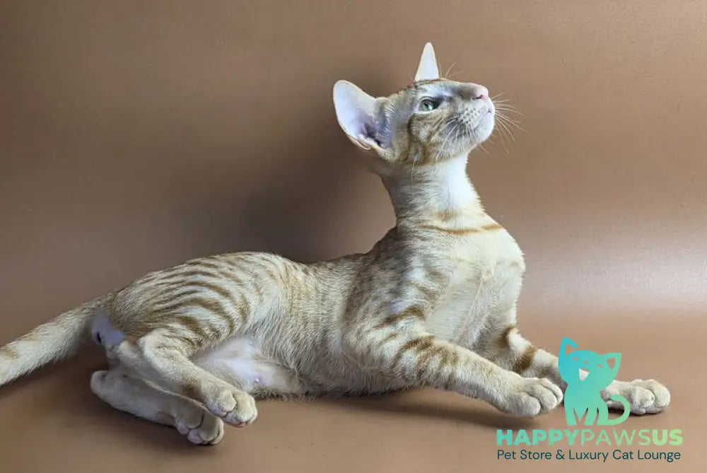 Uvar Oriental Shorthair male red - live animals