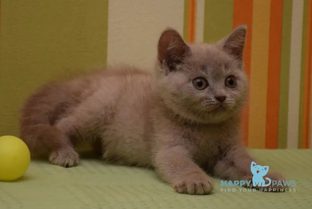 Uylis British Shorthair male fawn live animals