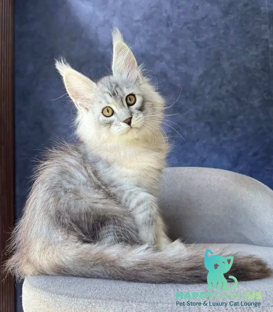 Vadash Maine Coon male black silver spotted tabby - live animals