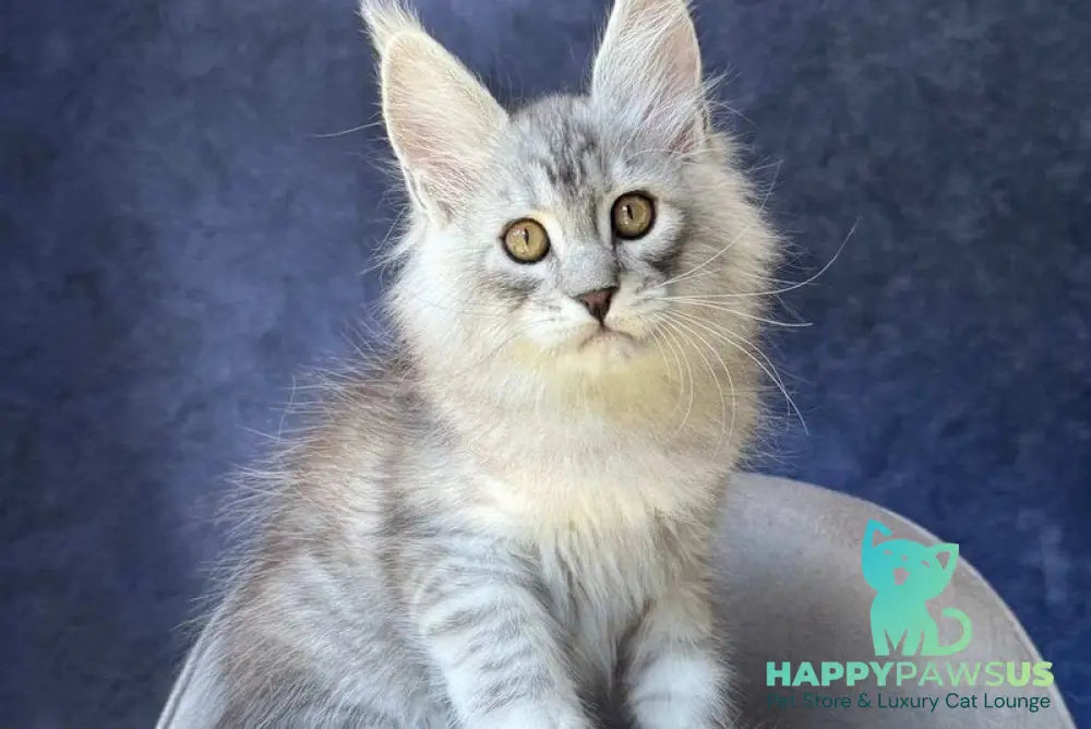Vadash Maine Coon male black silver spotted tabby - live animals