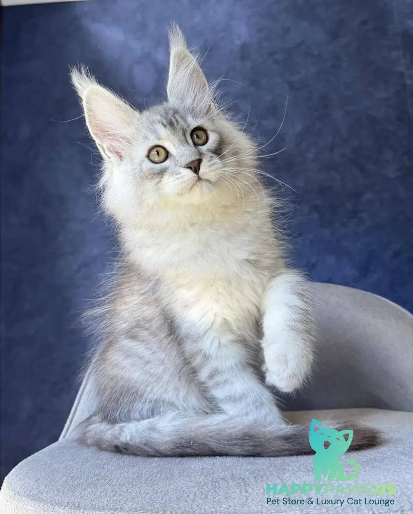 Vadash Maine Coon male black silver spotted tabby - live animals
