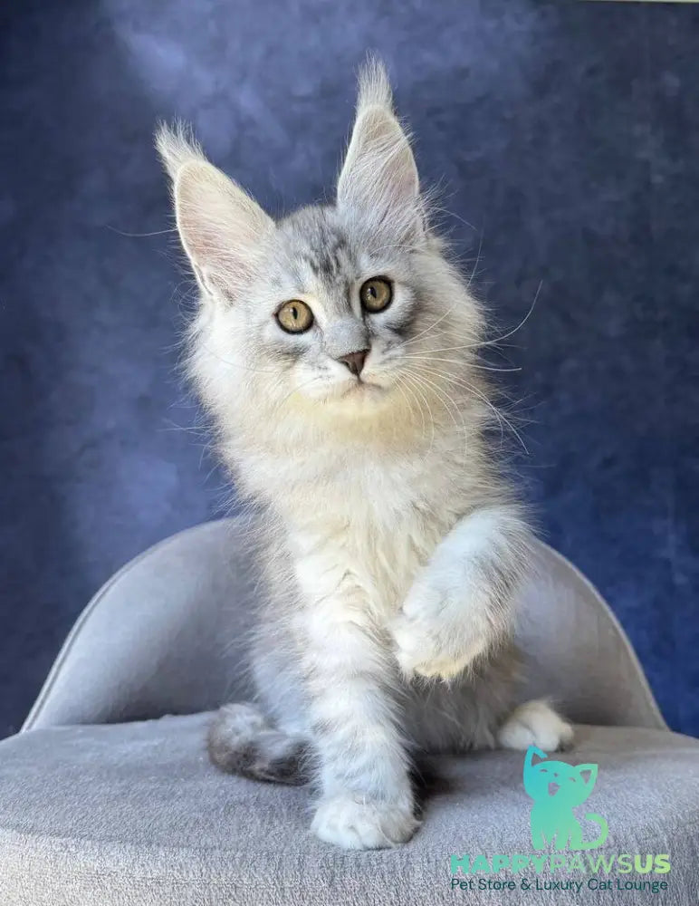 Vadash Maine Coon male black silver spotted tabby - live animals