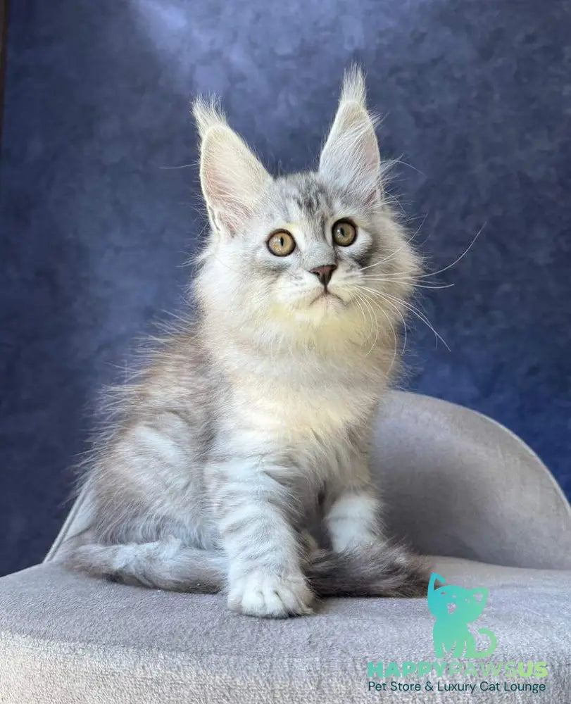 Vadash Maine Coon male black silver spotted tabby - live animals