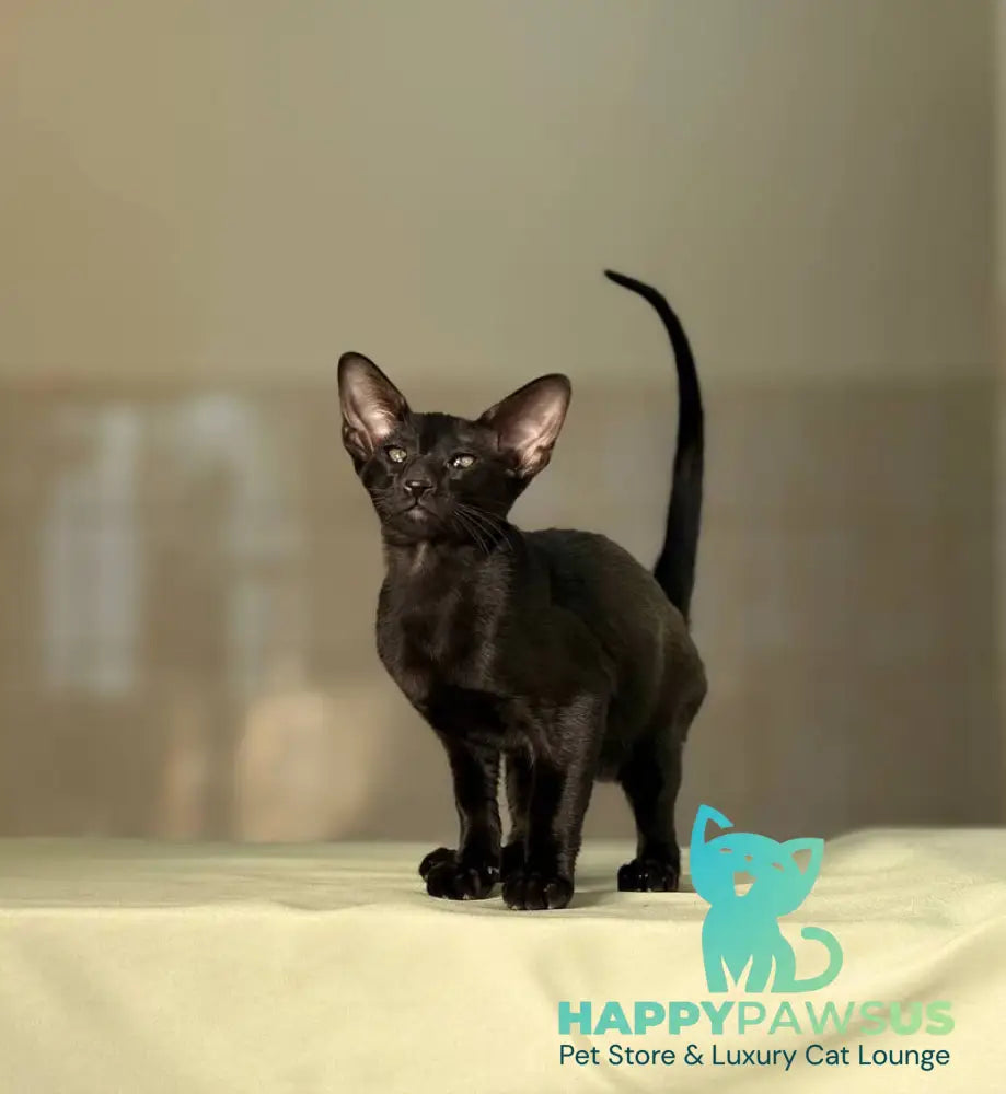 Vaientin Oriental Shorthair male black live animals