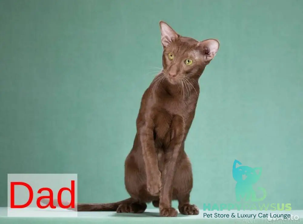 Vaientin Oriental Shorthair male black live animals