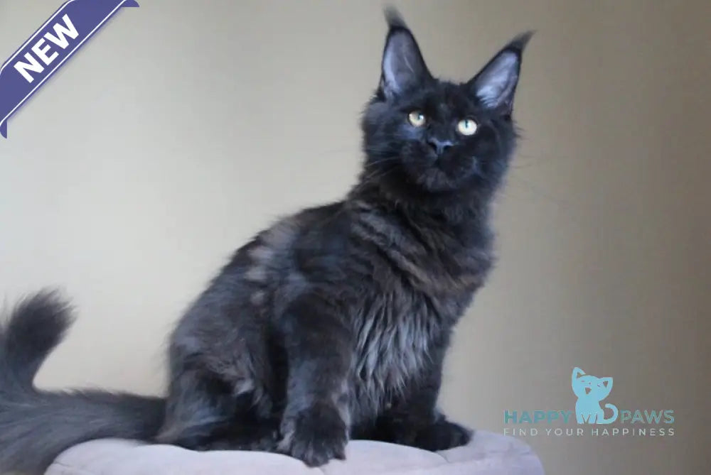 Valday Maine Coon male black silver live animals