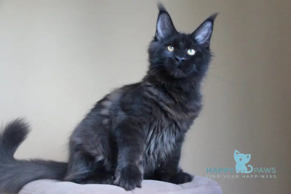 Valday Maine Coon male black silver live animals