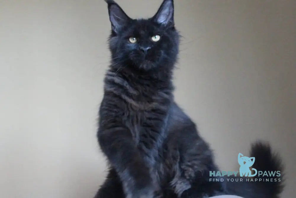 Valday Maine Coon male black silver live animals