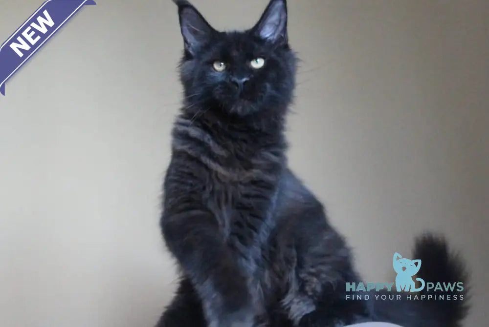 Valday Maine Coon male black silver live animals