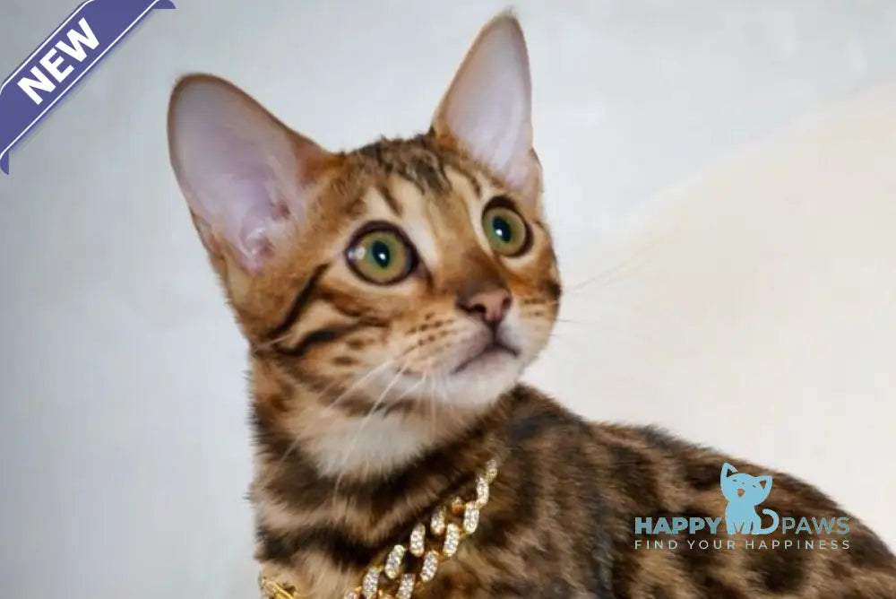 Valencia Bengal female black spotted tabby live animals