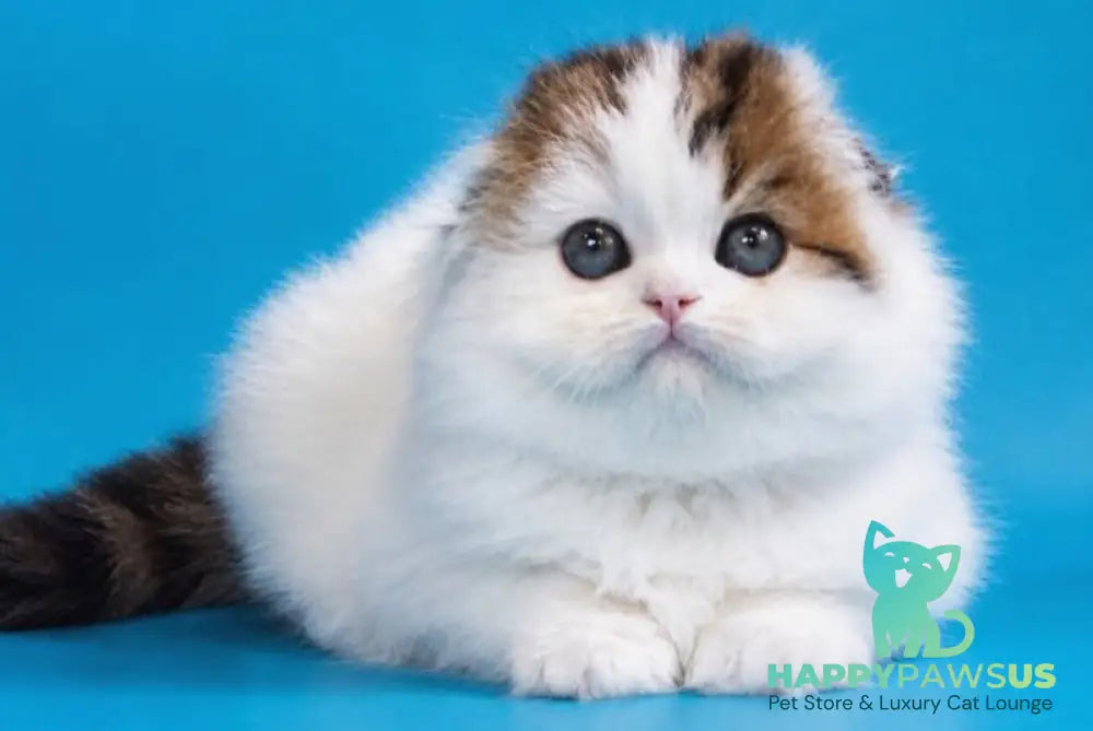 Valencia Scottish Fold female black tabby van - live animals