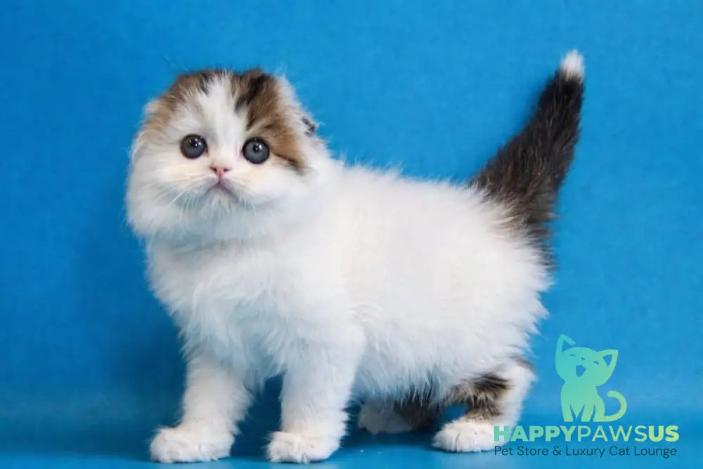 Valencia Scottish Fold female black tabby van - live animals