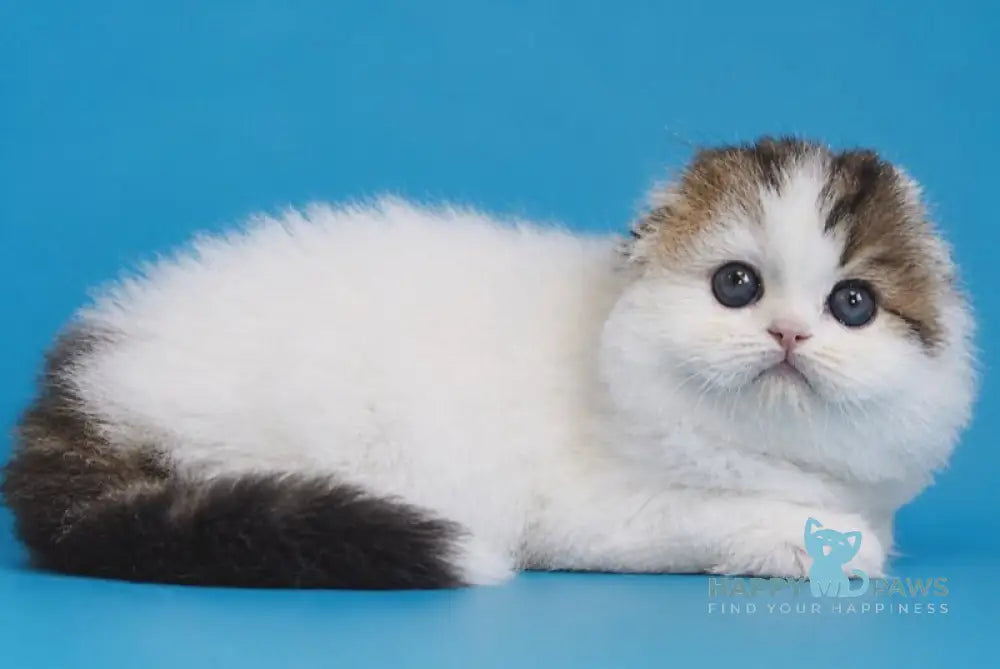 Valencia Scottish Fold female black tabby van - live animals