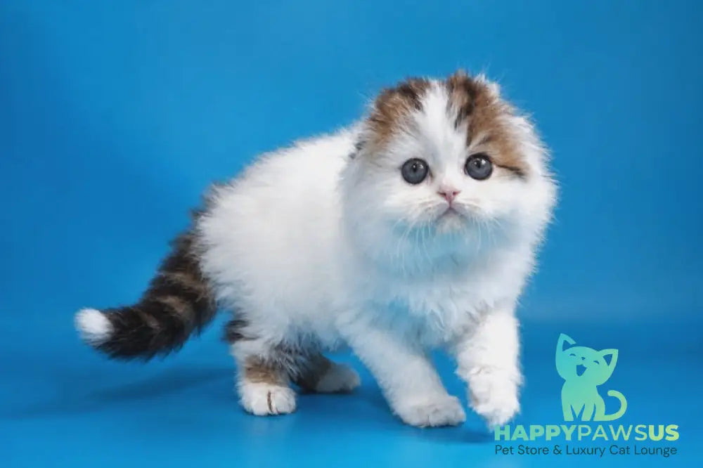 Valencia Scottish Fold female black tabby van - live animals