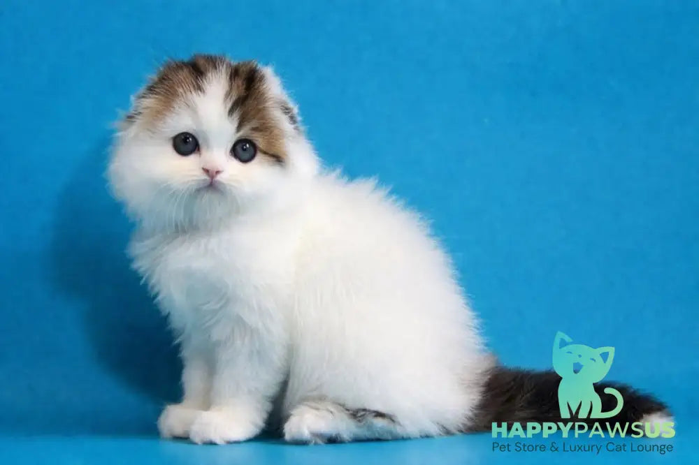 Valencia Scottish Fold female black tabby van - live animals
