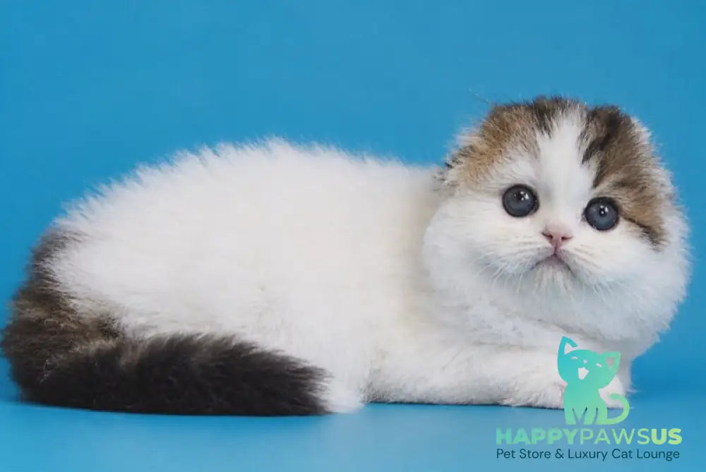Valencia Scottish Fold female black tabby van - live animals